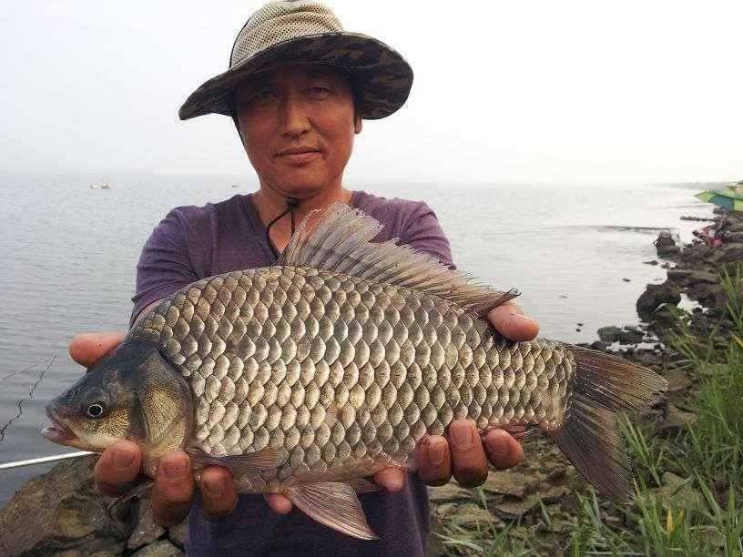 천수만부남호 6월13일 45cm와 4짜만8마리 대박조황 (조황조행기 - 특파원조황)