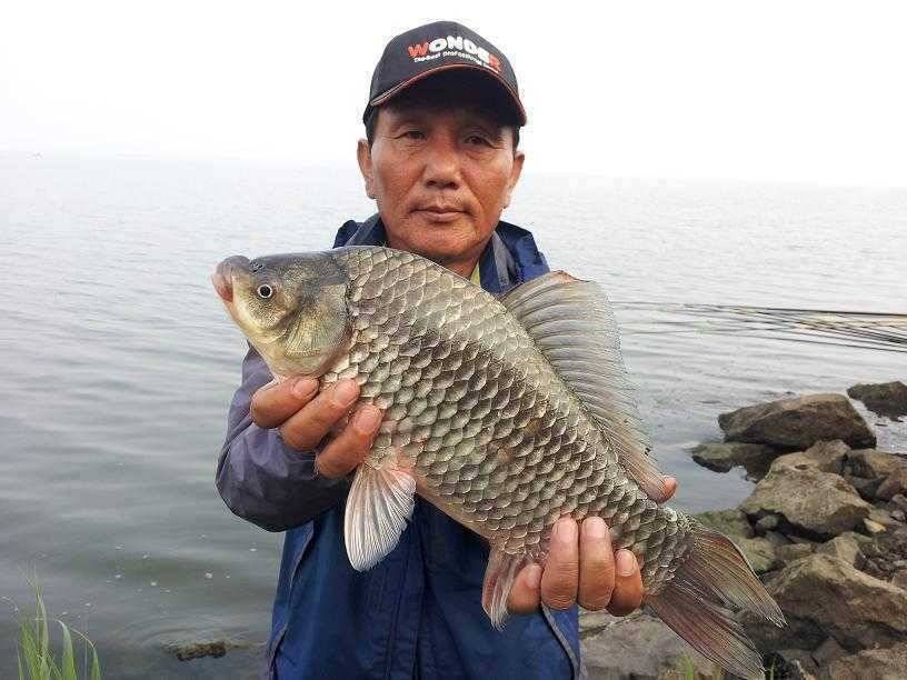 천수만부남호 6월13일 45cm와 4짜만8마리 대박조황 (조황조행기 - 특파원조황)
