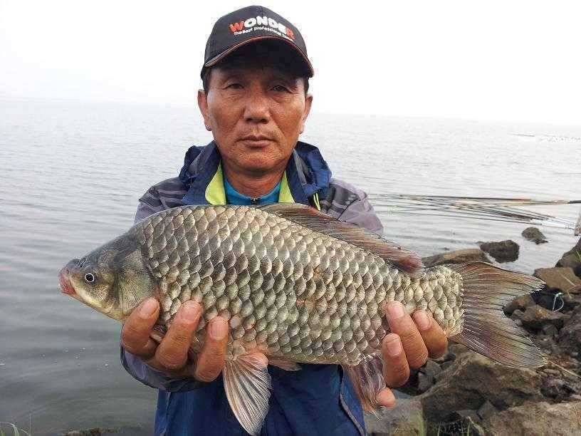 천수만부남호 6월13일 45cm와 4짜만8마리 대박조황 (조황조행기 - 특파원조황)