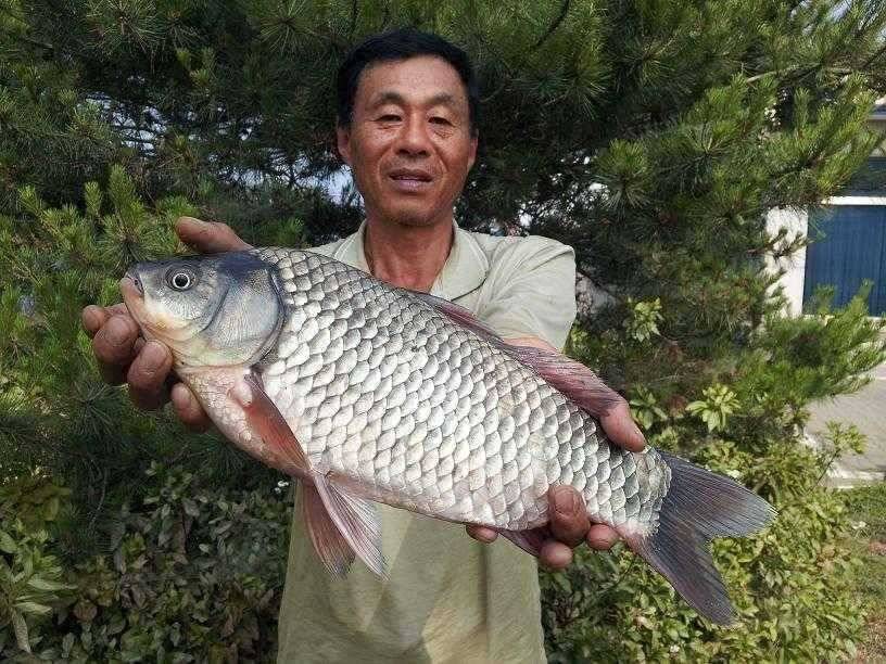 천수만부남호 6월13일 45cm와 4짜만8마리 대박조황 (조황조행기 - 특파원조황)