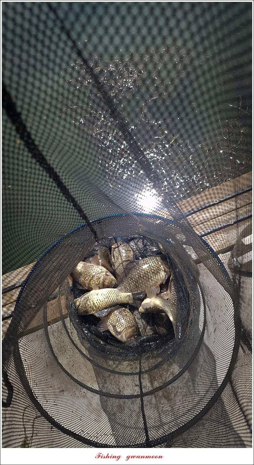 화곡지 사짜칠성지 사짜 대물 조황 (조황조행기 - 특파원조황)