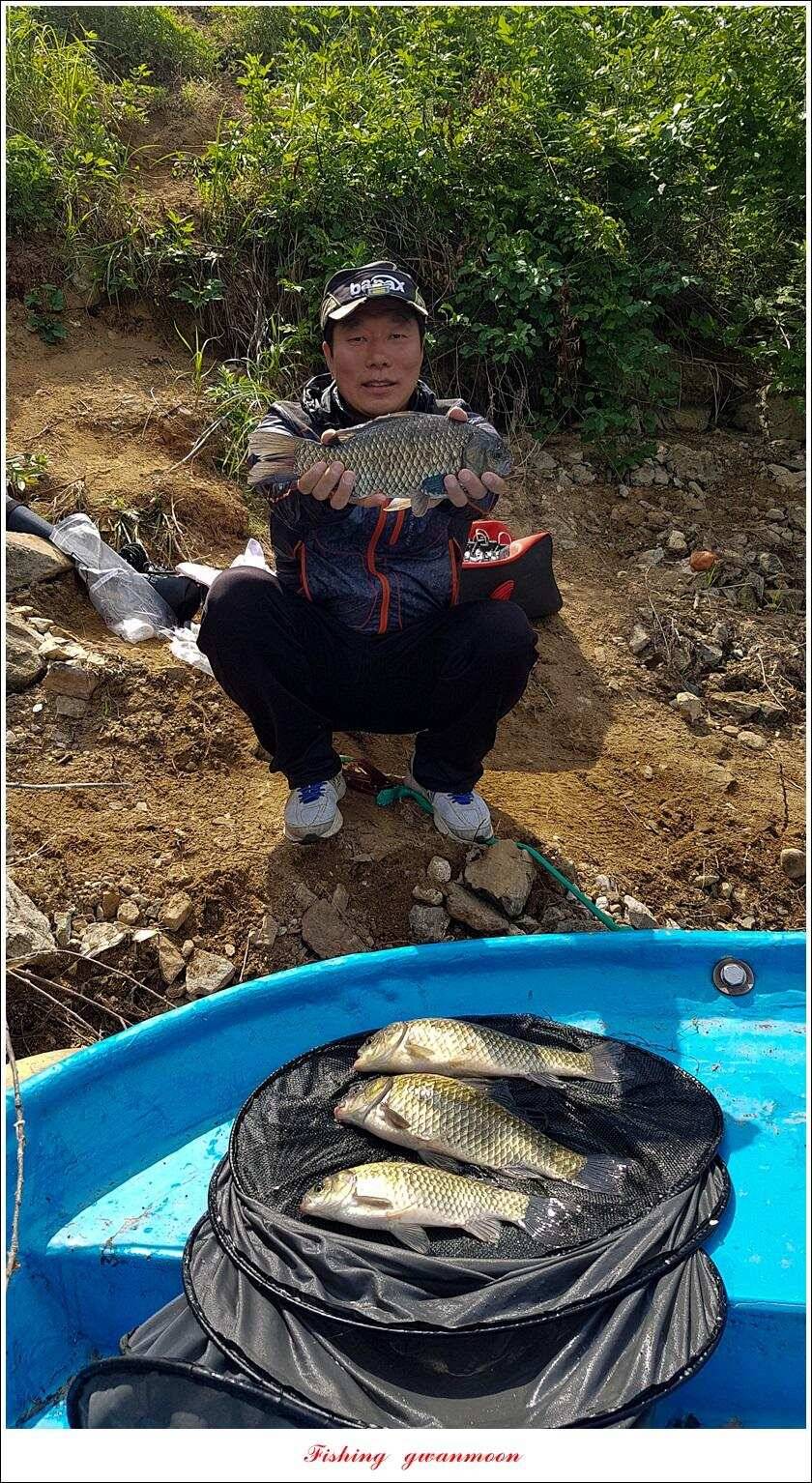 돌감 39393736 cm늘푸른 허리급화곡지 월척 조황 (조황조행기 - 특파원조황)