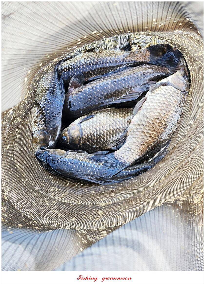화곡지 4 짜 및 청풍호 조황 소식 (조황조행기 - 특파원조황)