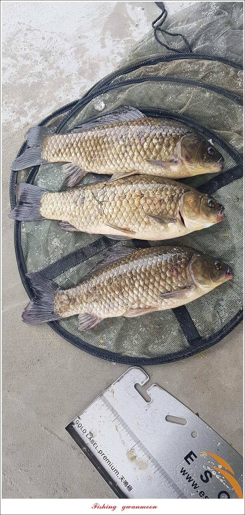 제일 435 cm415 cm문골 37 cm화곡지 4 짜 대물 조황 (조황조행기 - 특파원조황)