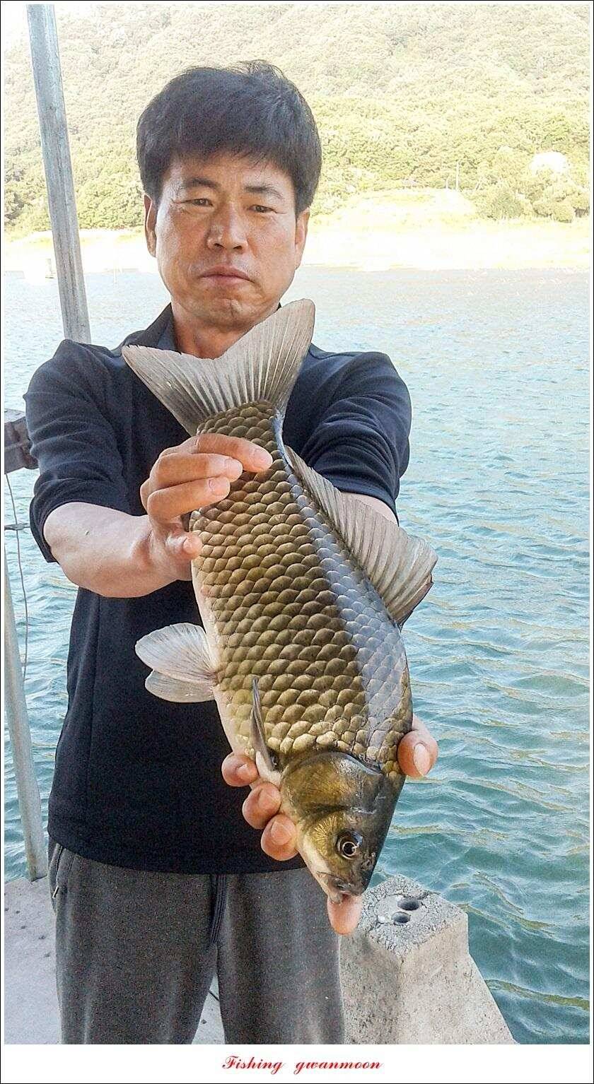 종점 4 짜제일신매 낚시터 조황 (조황조행기 - 특파원조황)