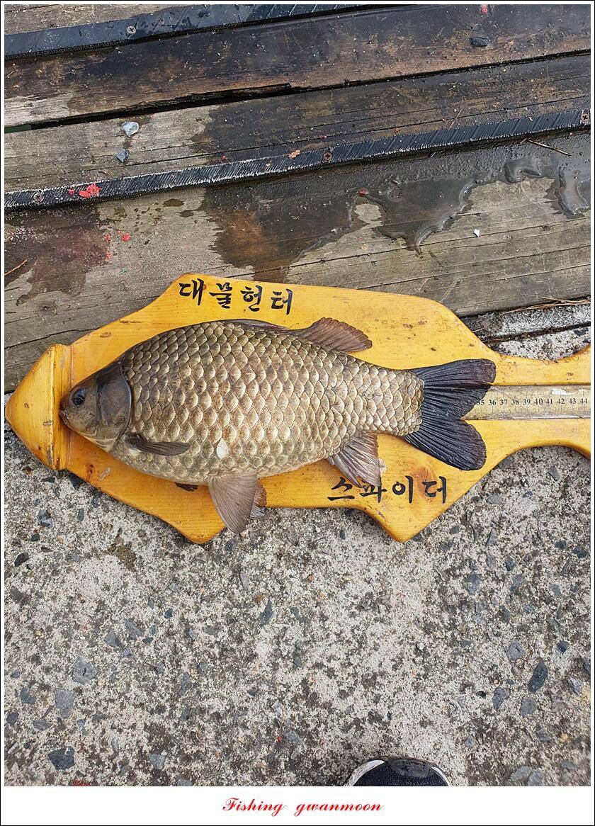 솔 최대어 이벤트 시상 및 화곡지 조황 (조황조행기 - 특파원조황)