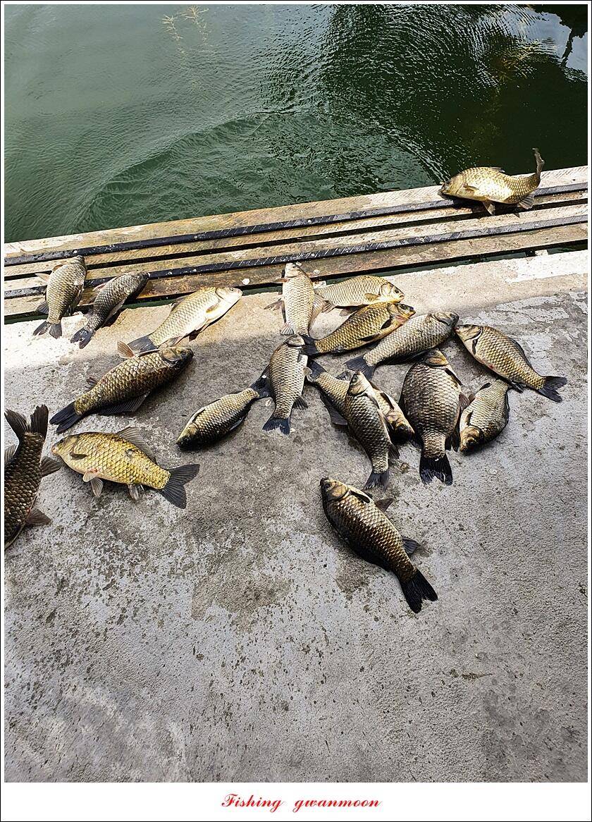 목벌 43 cm37 cm소류지 4 짜솔 낚시터 월척화곡지 대물 조황 (조황조행기 - 특파원조황)