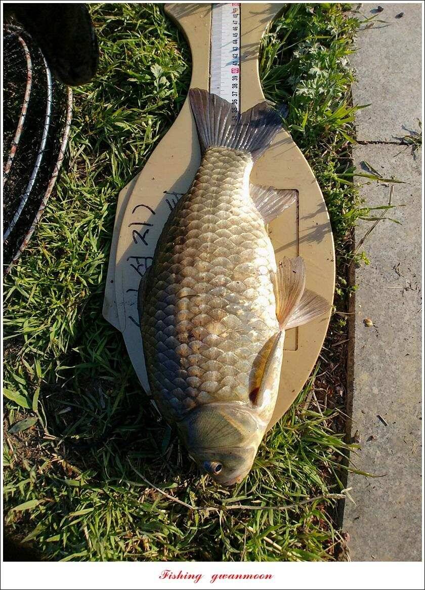 칠성지 45 cm405 cm40 cm대물 조황 (조황조행기 - 특파원조황)