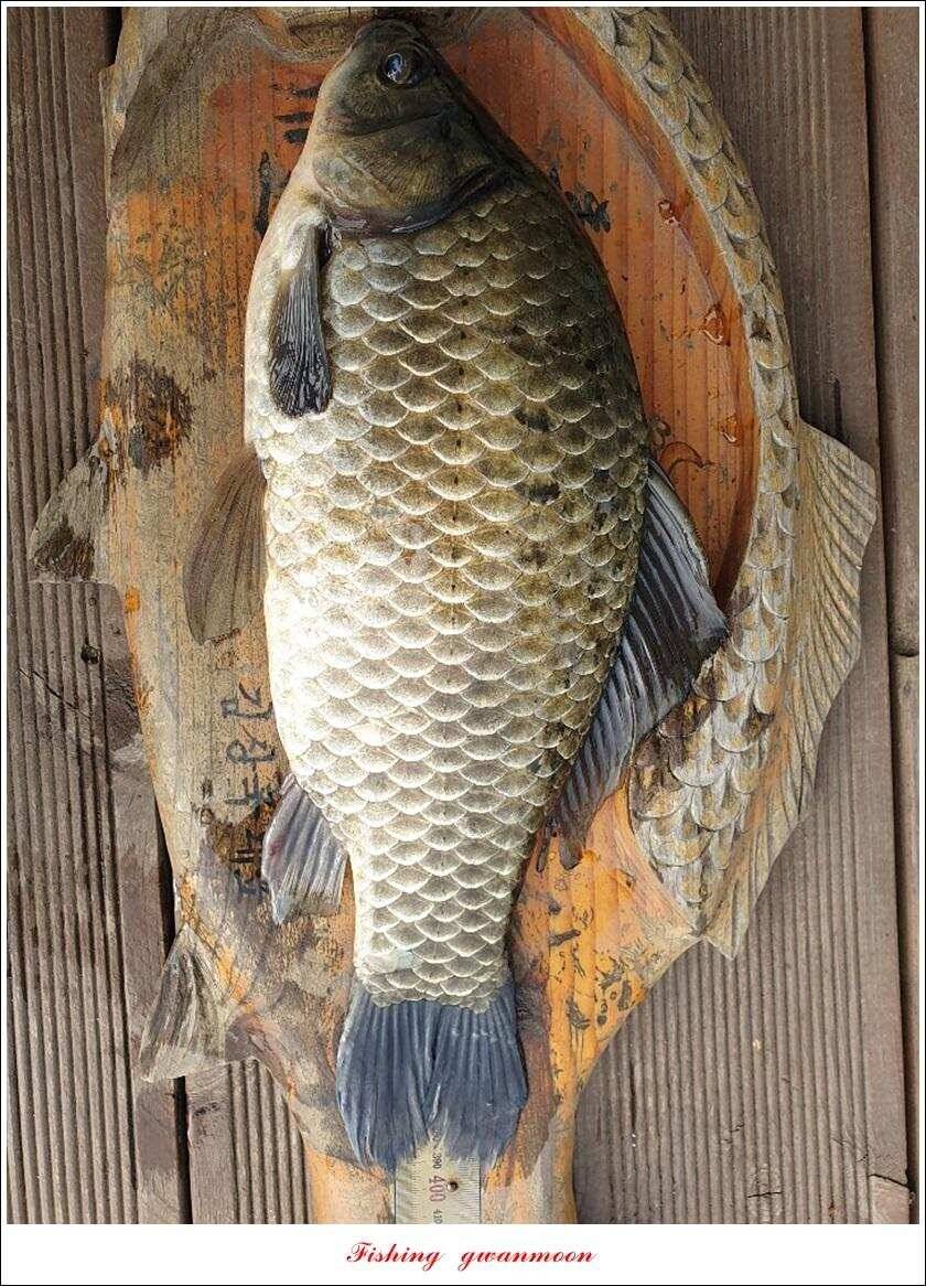 제일 413 cm39 cm365 cm돌감 38 cm 대물 조황 (조황조행기 - 특파원조황)