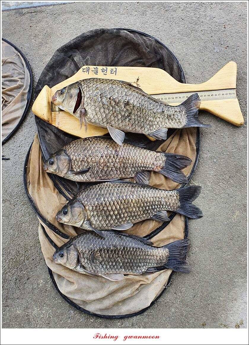 제일 435 cm415 cm문골 37 cm화곡지 4 짜 대물 조황 (조황조행기 - 특파원조황)