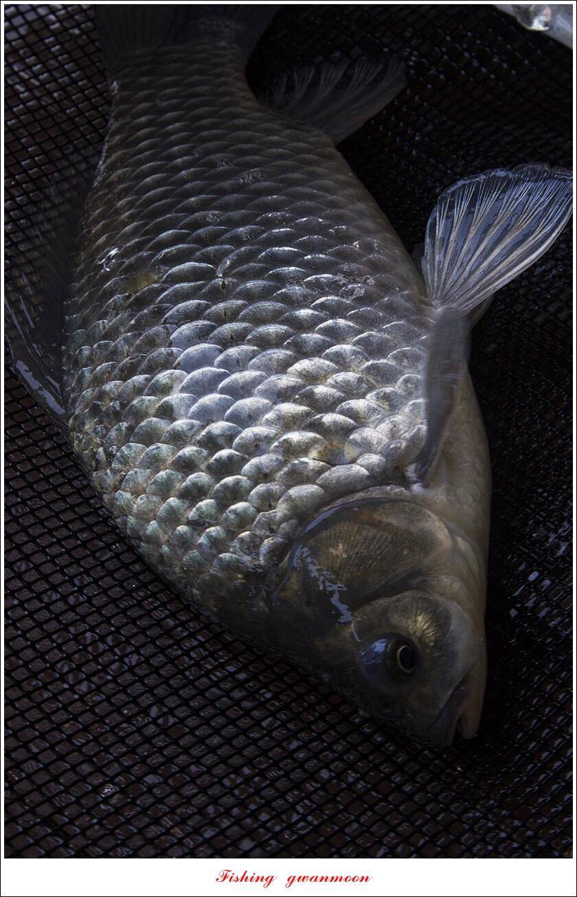한버들 왕중왕전 대회신리 465 cm 대물 돌감 37 cm34 cm월척 조황 (조황조행기 - 특파원조황)