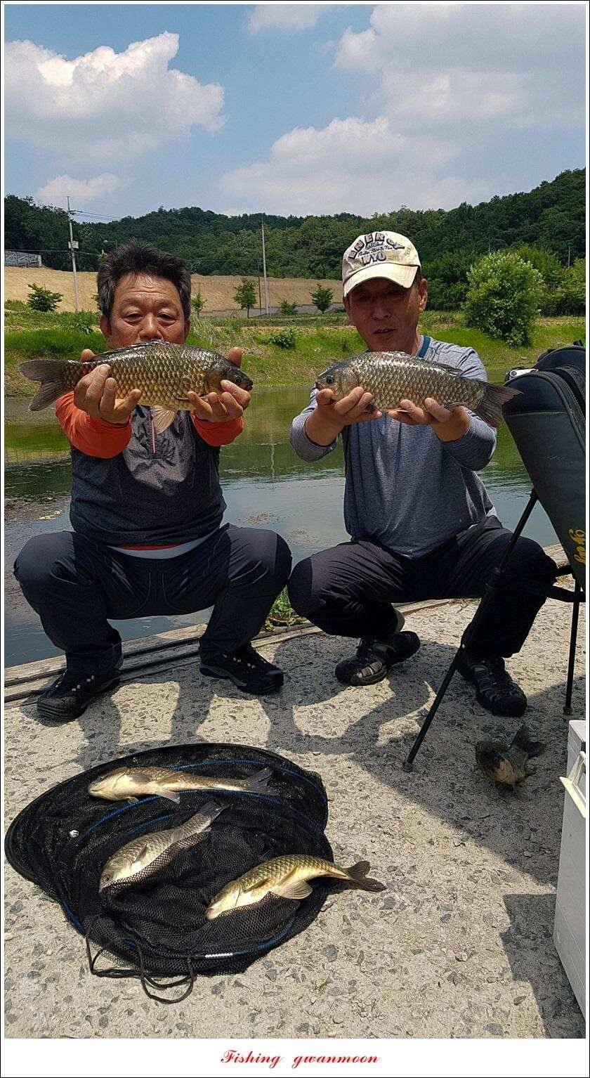 돌감 39393736 cm늘푸른 허리급화곡지 월척 조황 (조황조행기 - 특파원조황)