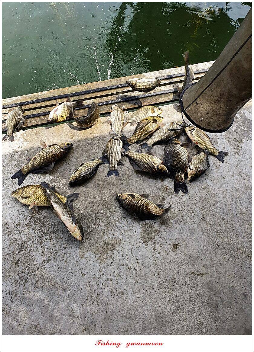 목벌 43 cm37 cm소류지 4 짜솔 낚시터 월척화곡지 대물 조황 (조황조행기 - 특파원조황)