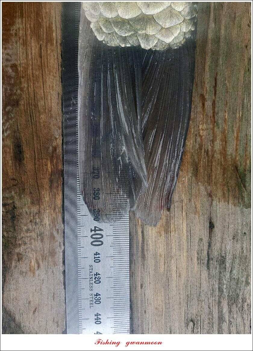실리곡 4 짜돌감 395 cm칠성지 4 짜 (조황조행기 - 특파원조황)