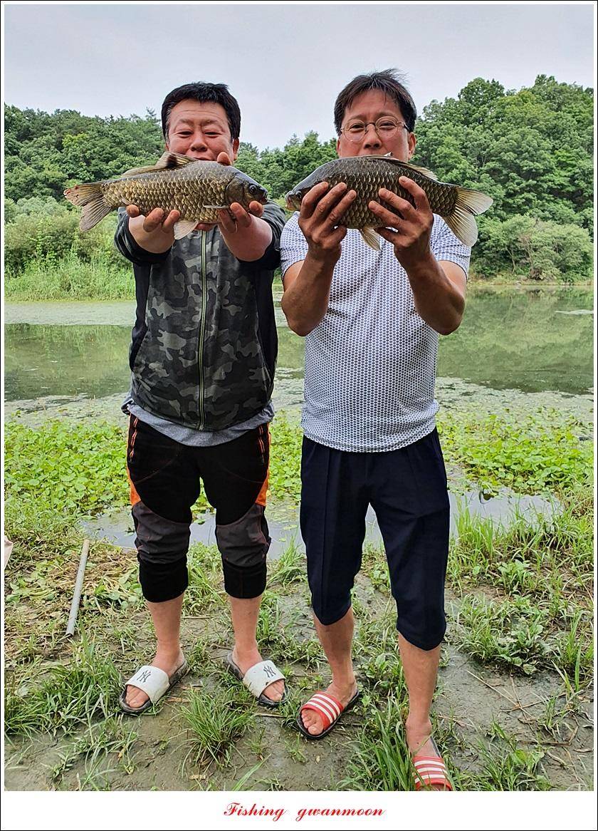제일 43 cm40 cm화곡지 4 짜 조황 (조황조행기 - 특파원조황)
