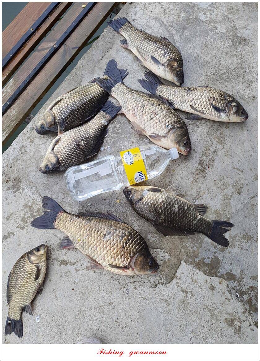 한버들 44 cm신리 415 cm41 cm실리곡 4 자돌감 4 짜화곡지 4 짜솔 37 cm 조황 정보 (조황조행기 - 특파원조황)
