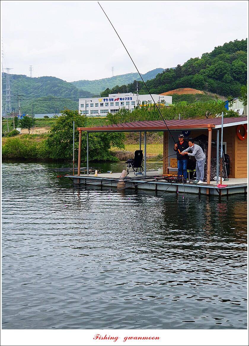 돌감 4 짜화곡지 4 짜 마릿수 조황 (조황조행기 - 특파원조황)