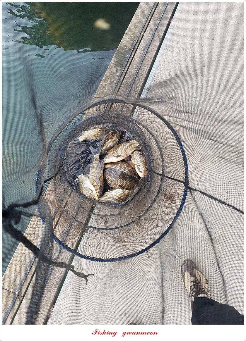 제일 39 cm 대물 조황화곡지칠성지 조황 (조황조행기 - 특파원조황)