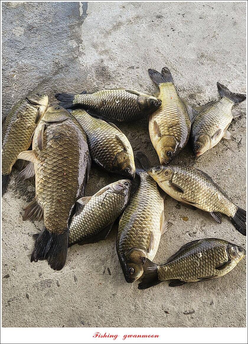 목벌 43 cm37 cm소류지 4 짜솔 낚시터 월척화곡지 대물 조황 (조황조행기 - 특파원조황)