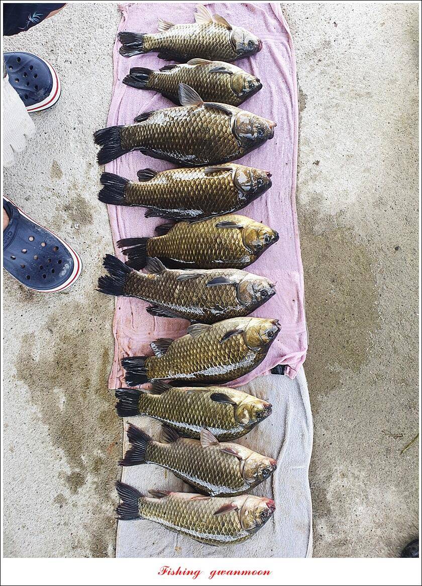 화곡지 4 짜목벌 4 짜한버들 4 짜사오리 4 짜 대물 조황 (조황조행기 - 특파원조황)