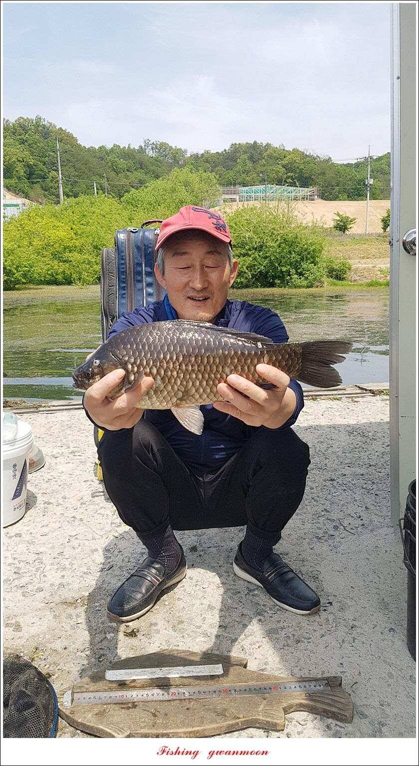 화곡지 사짜 마릿수칠성지 대물 조황 (조황조행기 - 특파원조황)