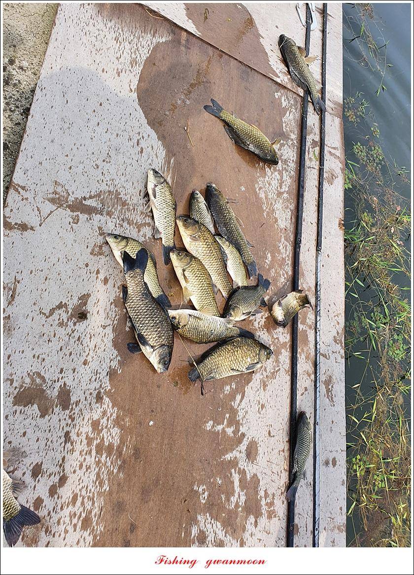 제일 43 cm40 cm화곡지 4 짜 조황 (조황조행기 - 특파원조황)