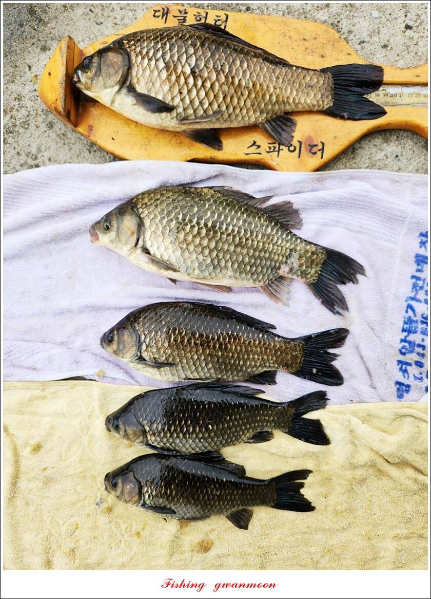 화곡지 4 짜 및 청풍호 조황 소식 (조황조행기 - 특파원조황)