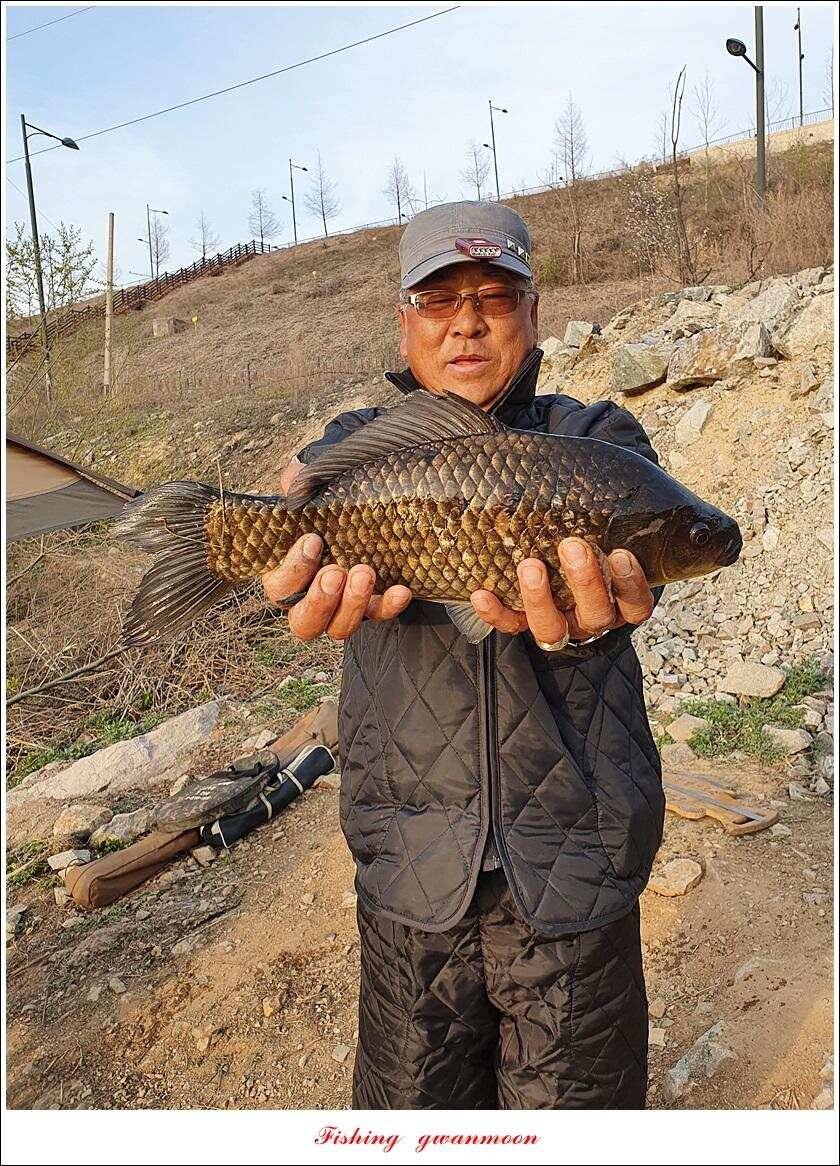 한버들 4 짜노지39 cm화곡지 사짜 조황 (조황조행기 - 특파원조황)