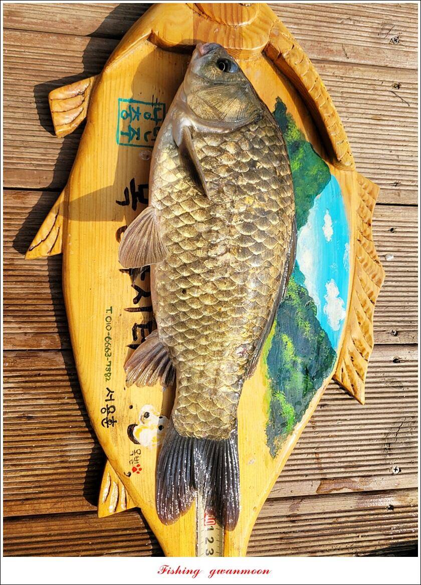솔 42 cm목벌 41 cm 오름수위 전 대물 조황 (조황조행기 - 특파원조황)