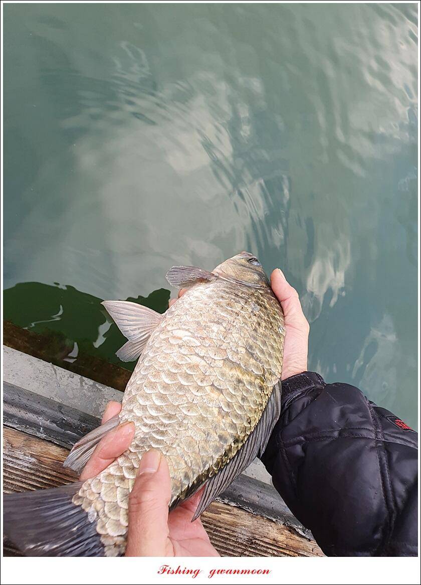 실리곡 44 cm41 cm40 cm돌감 40 cm사짜 조황 및 이벤트 시상 (조황조행기 - 특파원조황)