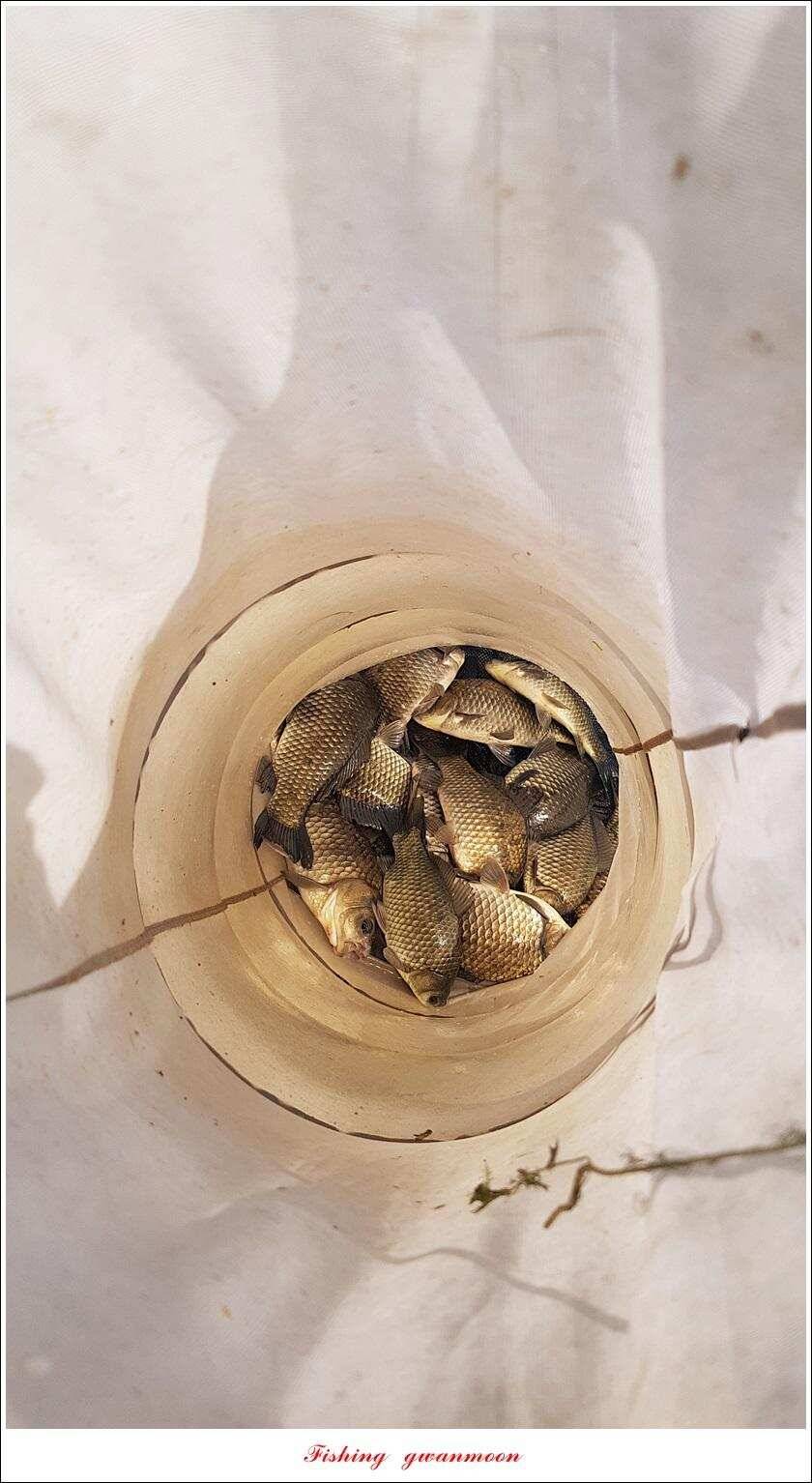 화곡지 사짜 마릿수칠성지 대물 조황 (조황조행기 - 특파원조황)