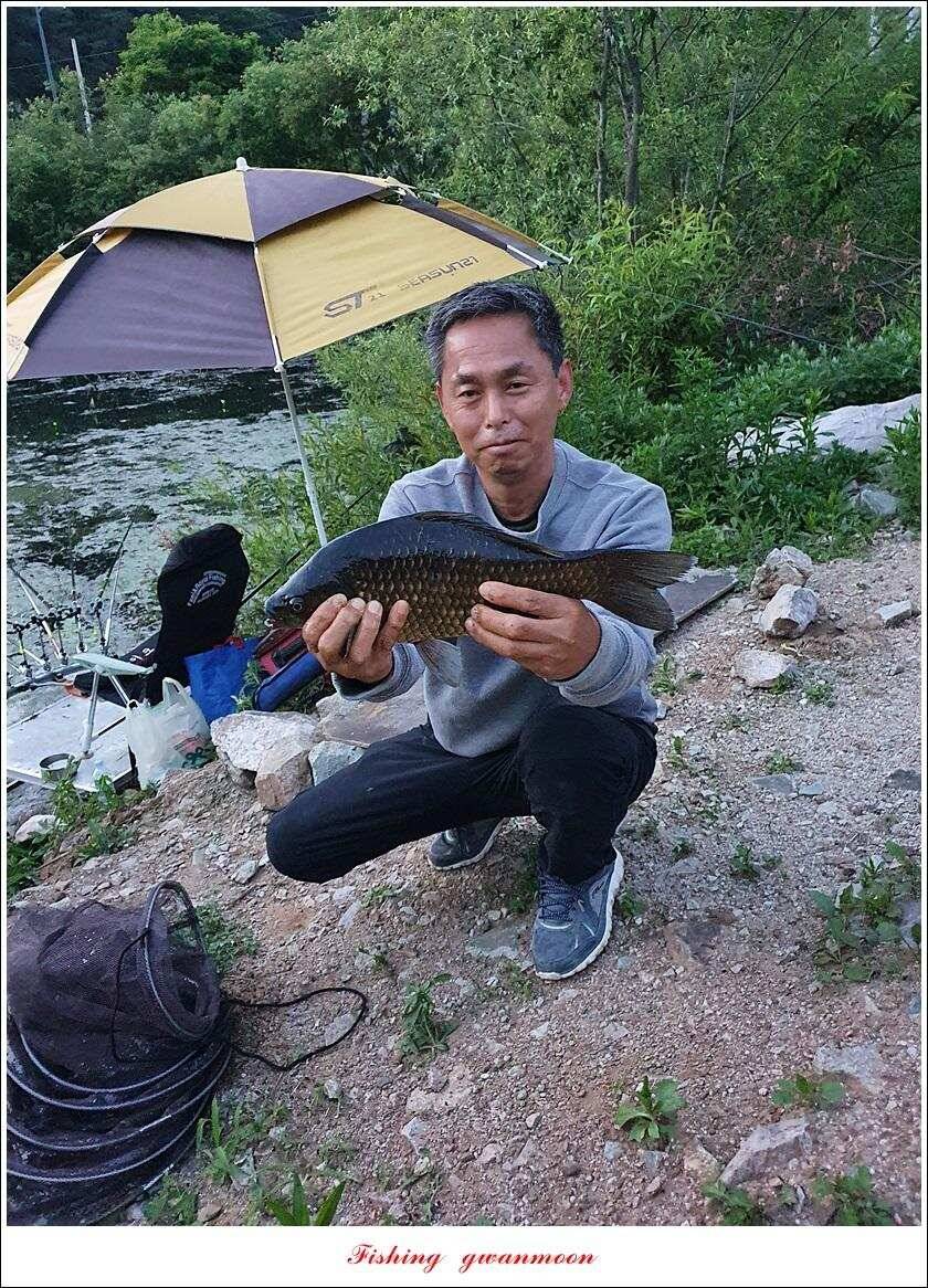 제일 4 짜돌감 39cm화곡지 대물 조황 (조황조행기 - 특파원조황)