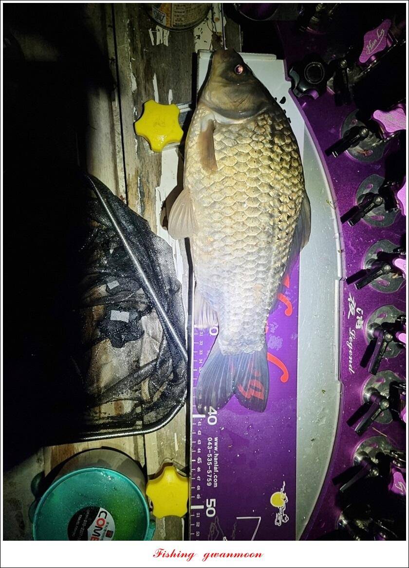 신리 44 cm실리곡 41 cm돌감 405 cm칠성지 대물 조황 (조황조행기 - 특파원조황)