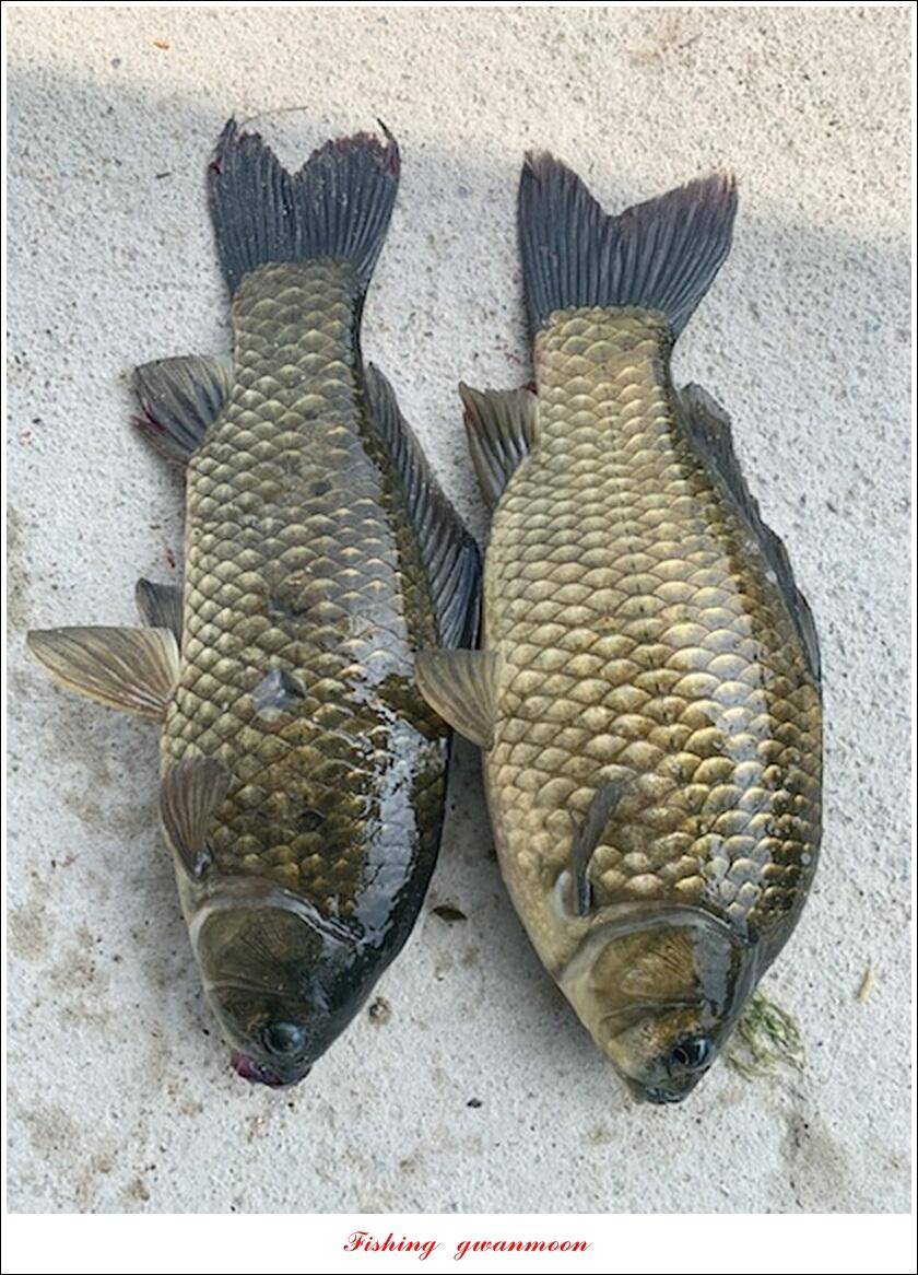 문골 42 cm명서 40 cm 달천강화곡지 조황 (조황조행기 - 특파원조황)
