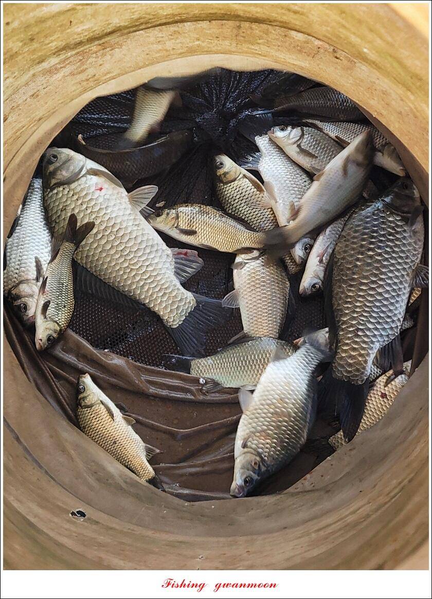 목벌 42 cm신리 41 cm408 cm실리곡 39 cm38 cm대물 조황 (조황조행기 - 특파원조황)