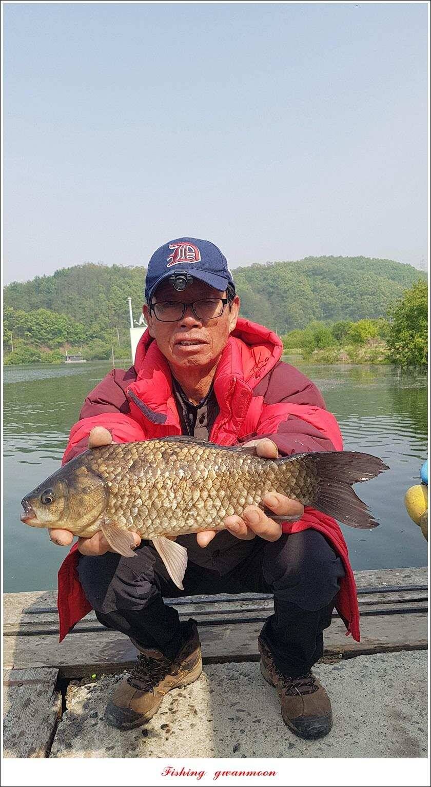 화곡지 사짜 마릿수칠성지 대물 조황 (조황조행기 - 특파원조황)