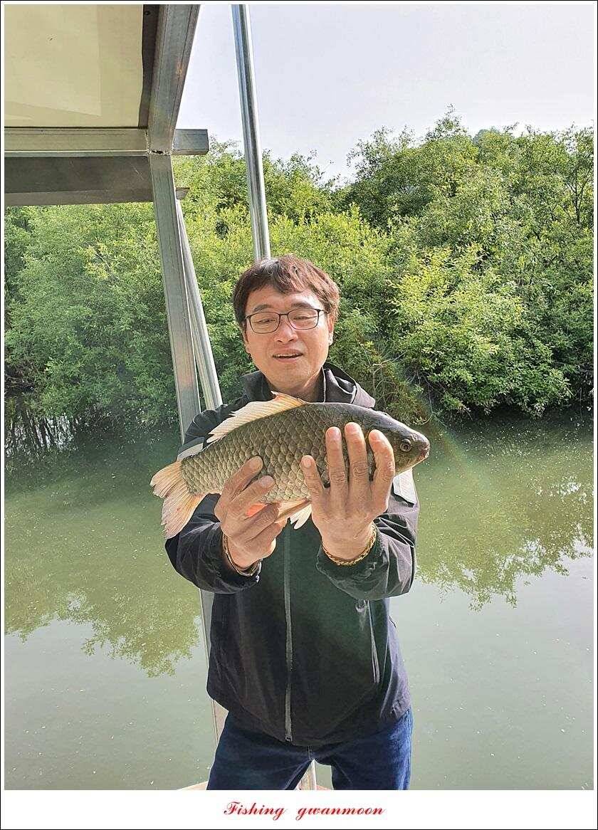 제일 4 짜돌감 39cm화곡지 대물 조황 (조황조행기 - 특파원조황)