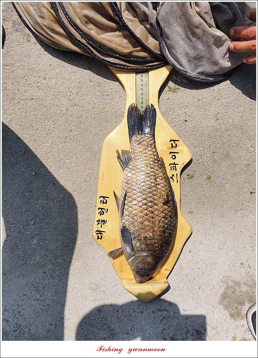 제일 435 cm415 cm문골 37 cm화곡지 4 짜 대물 조황 (조황조행기 - 특파원조황)