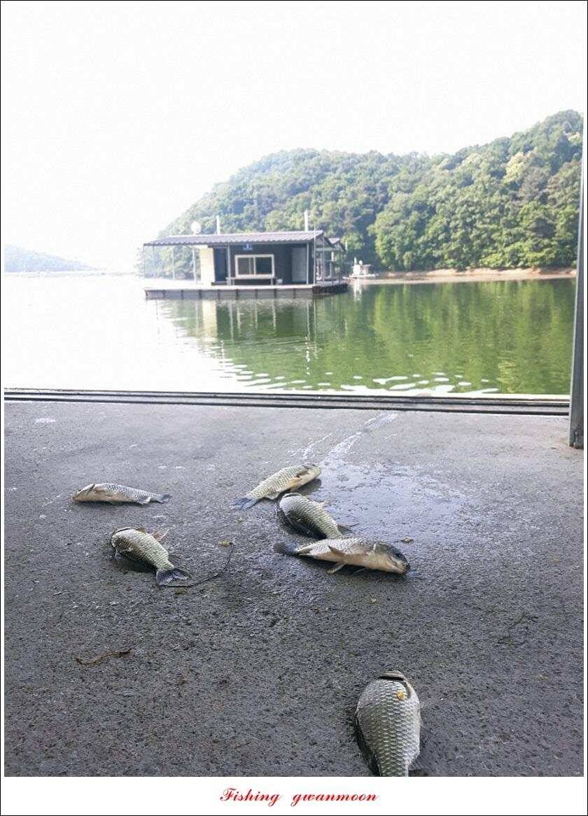 화곡지 사짜덕곡 37 cm추평지 조황 (조황조행기 - 특파원조황)