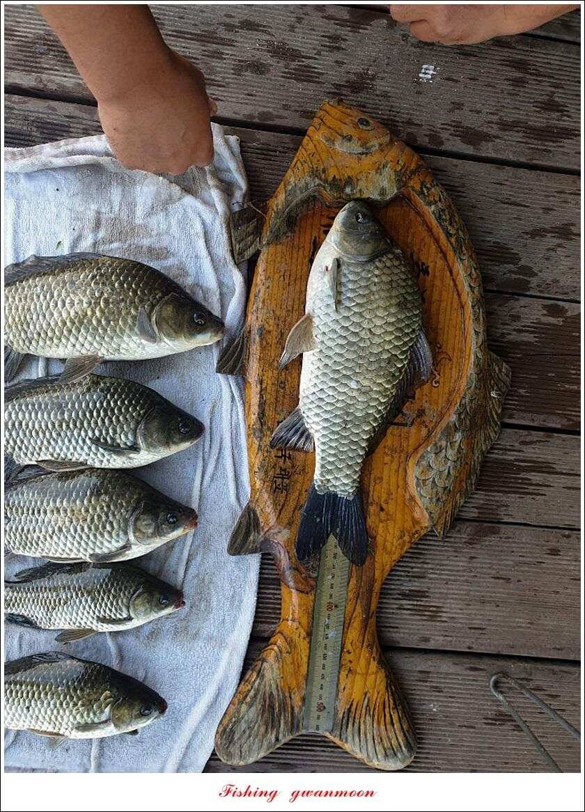 돌감 4 짜제일 39 cm38 cm37 cm칠성지 월척 조황 (조황조행기 - 특파원조황)