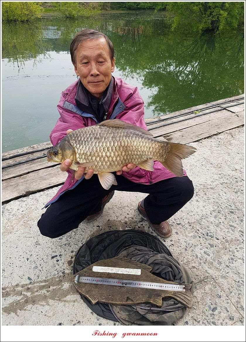 화곡지 사짜 마릿수칠성지 대물 조황 (조황조행기 - 특파원조황)