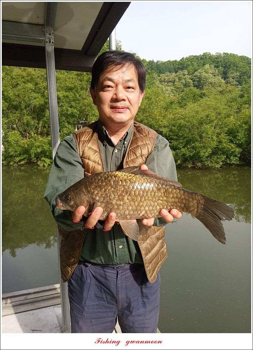 제일 4 짜돌감 39cm화곡지 대물 조황 (조황조행기 - 특파원조황)