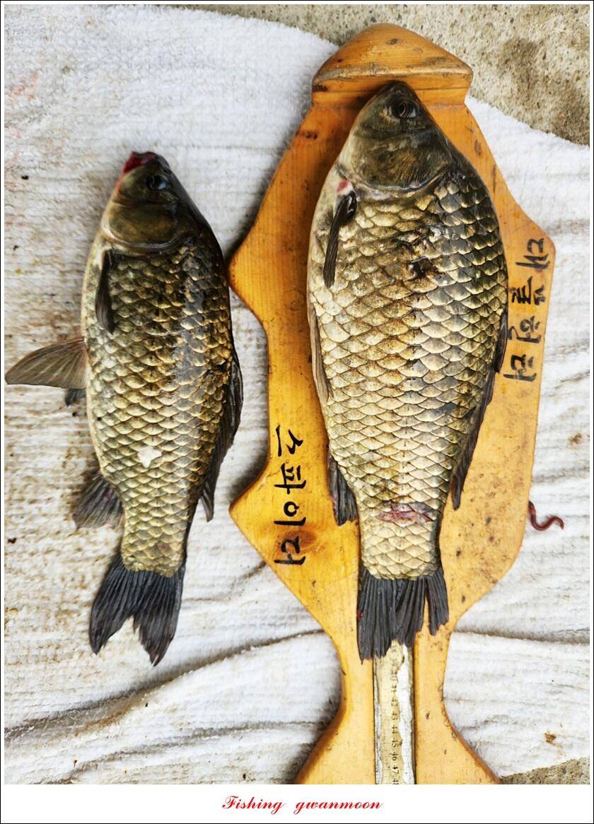 화곡지 4 짜 및 청풍호 조황 소식 (조황조행기 - 특파원조황)