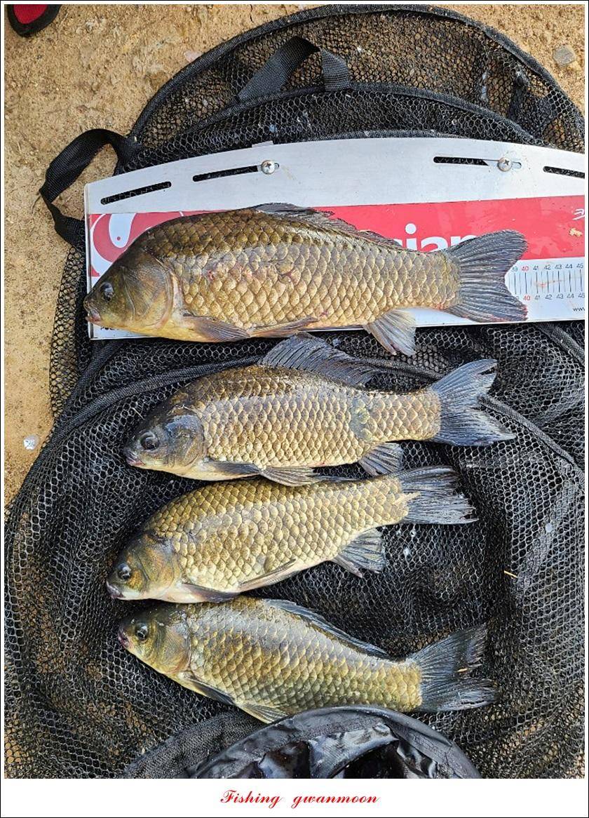 제일 43 cm40 cm화곡지 4 짜 조황 (조황조행기 - 특파원조황)