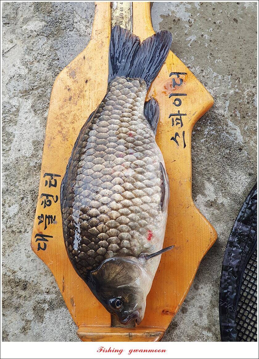 솔 낚시터 41 cm 대물화곡지 조황 (조황조행기 - 특파원조황)