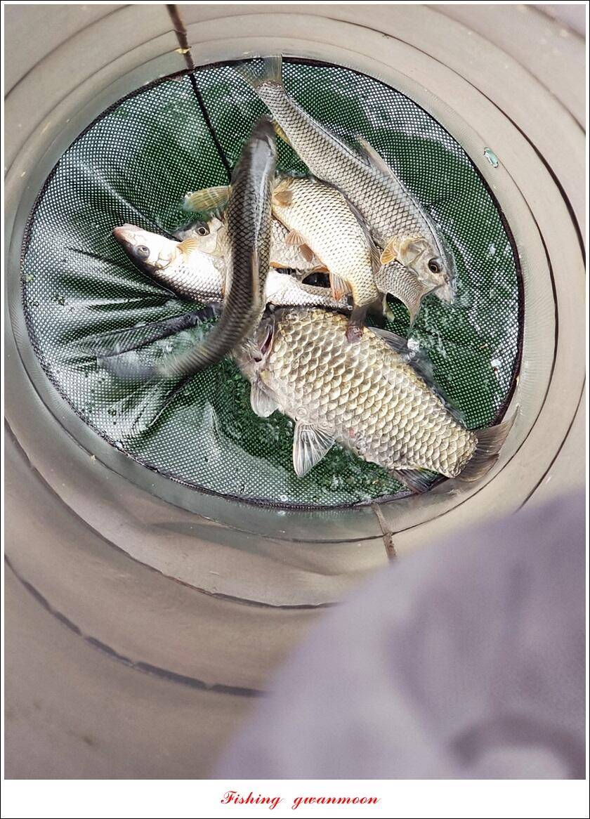 화곡지 4 짜솔 39 cm돌감 37 cm충주호 노지 현황 (조황조행기 - 특파원조황)