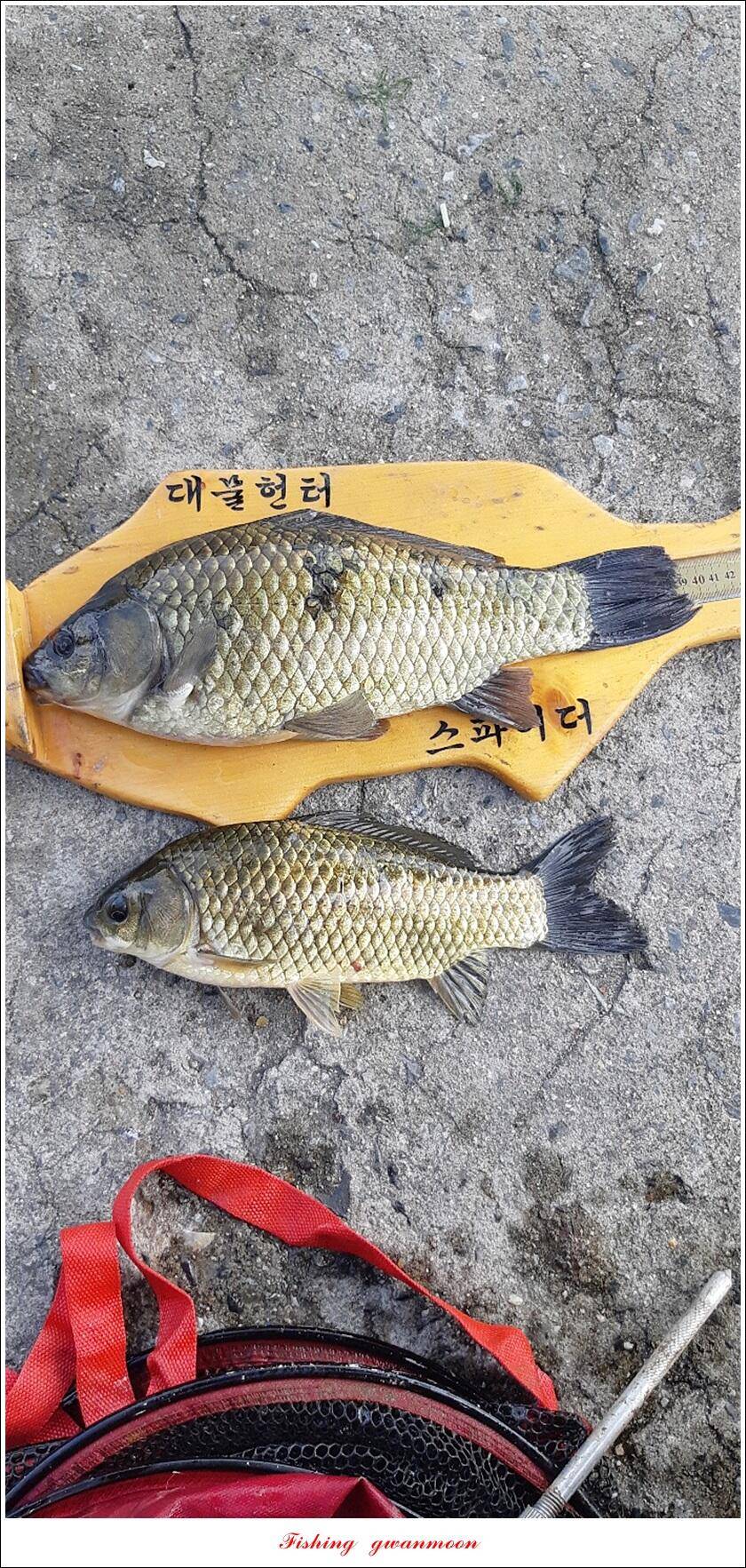 문골 42 cm명서 40 cm 달천강화곡지 조황 (조황조행기 - 특파원조황)