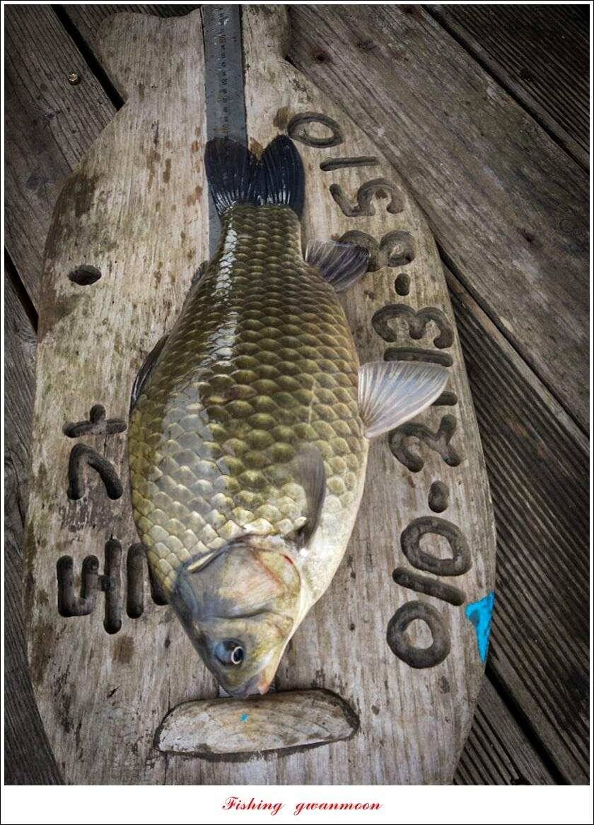 돌감 좌대 39 cm 대물 조황 (조황조행기 - 특파원조황)