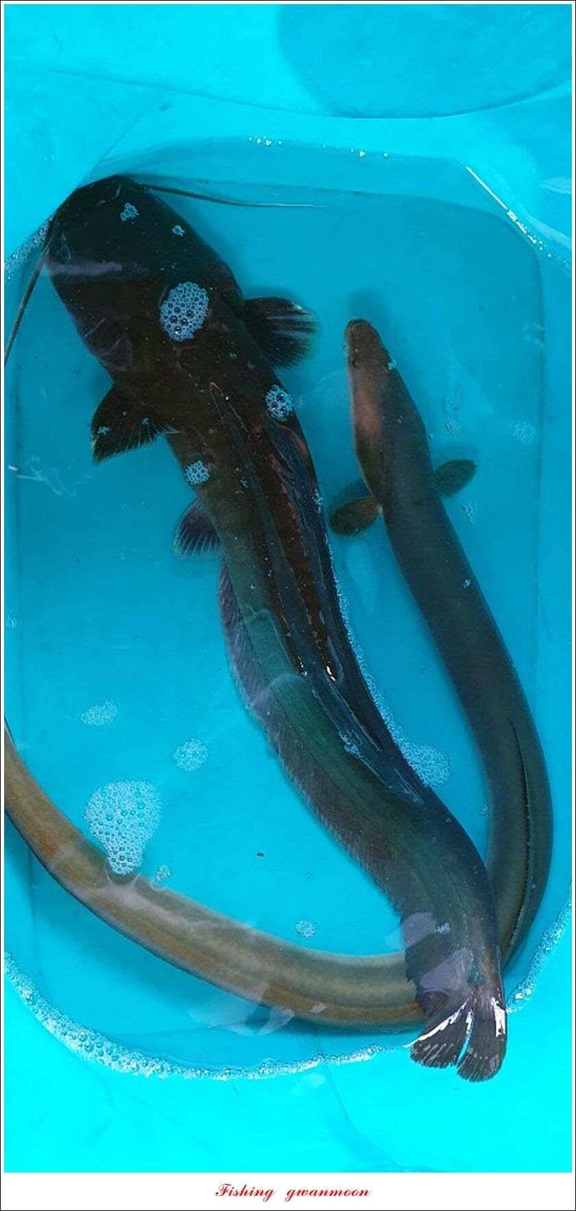 늘푸른 키로 장어제일 월척 조황 (조황조행기 - 특파원조황)