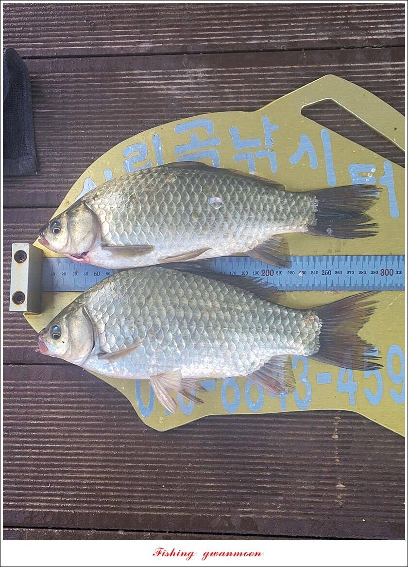 목벌 42 cm신리 41 cm408 cm실리곡 39 cm38 cm대물 조황 (조황조행기 - 특파원조황)